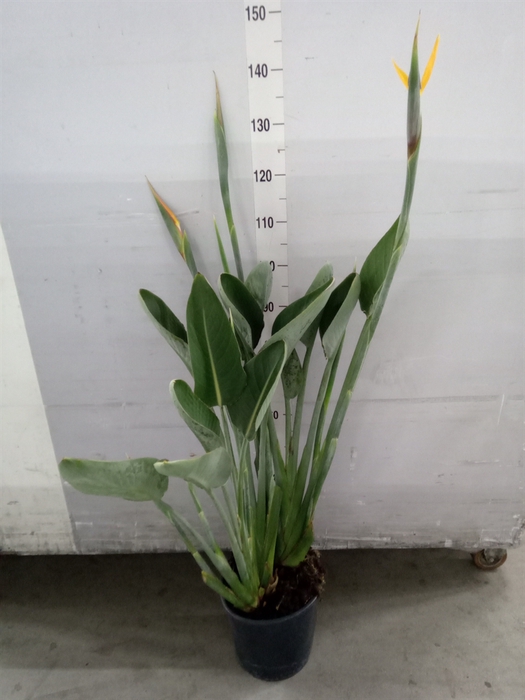 <h4>Strelitzia reg.</h4>