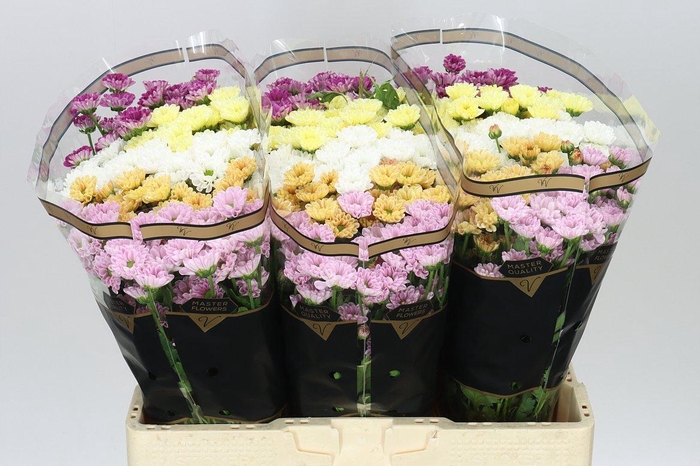 <h4>Sant Rossy Mix</h4>