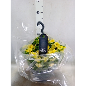 Petunia  'Surfinia'   ...