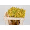 Kniphofia  'Eycone Yellow'