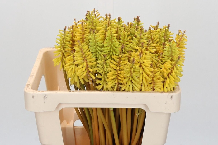 Kniphofia  'Eycone Yellow'