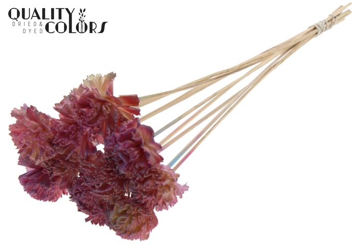 Shola Karnish Flower 6cm on stem Gradient Pink