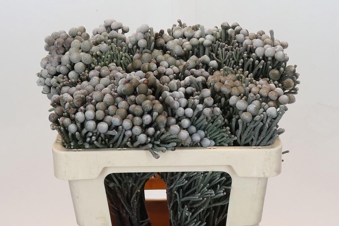 <h4>Brun Laevis</h4>