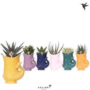 Kolibri Greens Succulenten mix in Fish pot mix