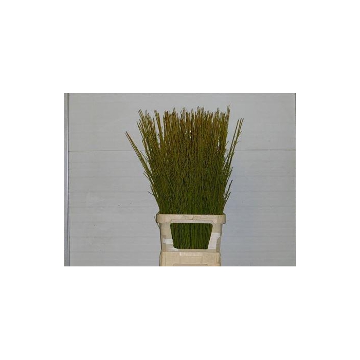 <h4>Cornus S Flaviramea</h4>