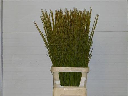 <h4>Cornus S Flaviramea</h4>