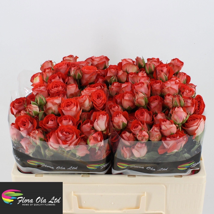 <h4>R TR ZADIQUE</h4>