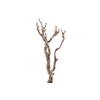 Syringa Branch Super Kirnberger