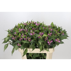 Chelone Obliqua