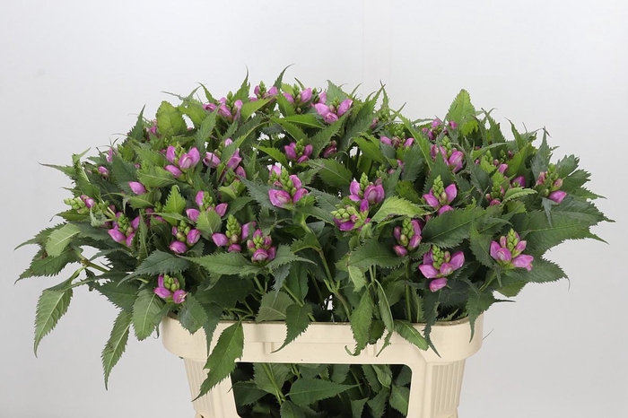 <h4>Chelone Obliqua</h4>