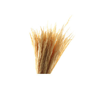 Piumetta White Bleached