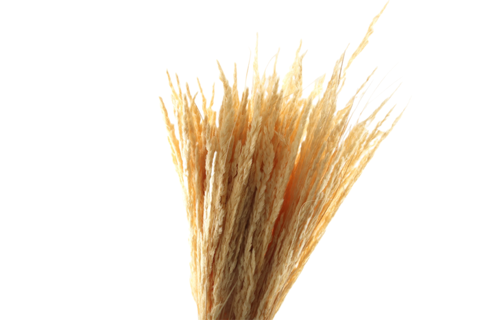 <h4>Piumetta White Bleached</h4>