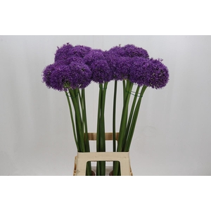 Allium Grootbloemig