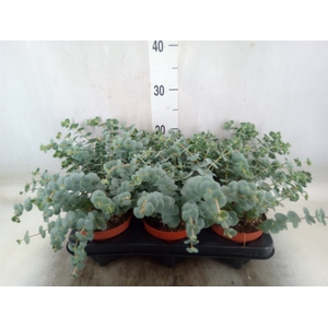 Sedum sieboldii