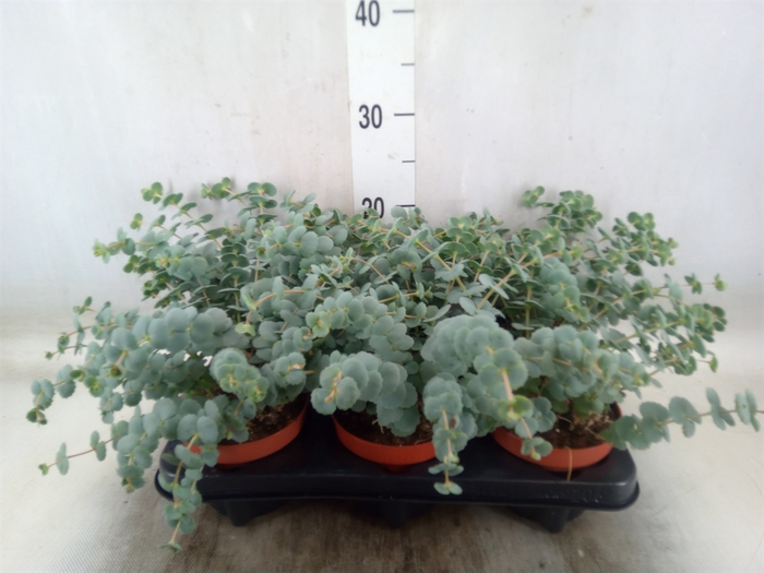 <h4>Sedum sieboldii</h4>