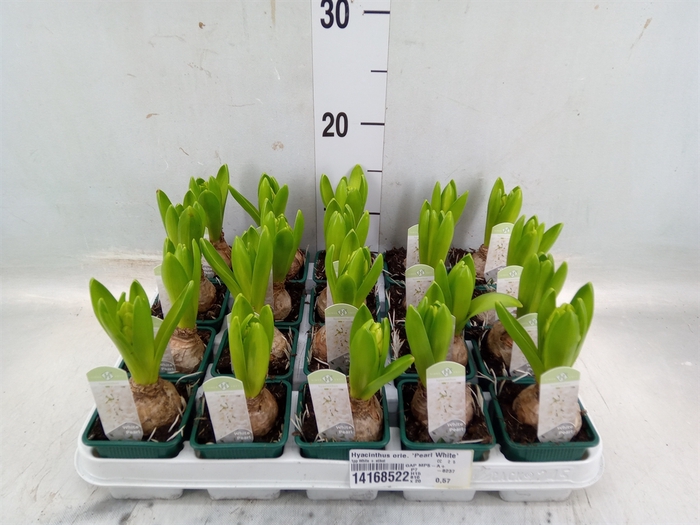 <h4>Hyacinthus orie. 'Pearl White'</h4>