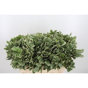 Pittosporum Ilan