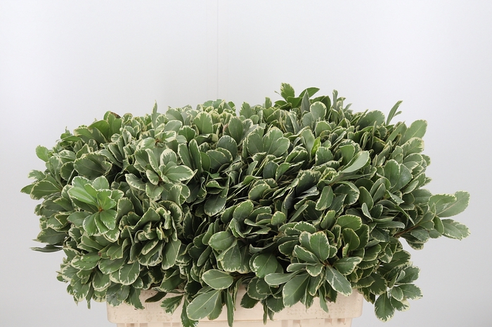 <h4>Pittosporum Ilan</h4>
