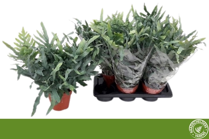 <h4>PHLEBO A BLUE STAR</h4>