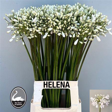 Agapanthus Helena