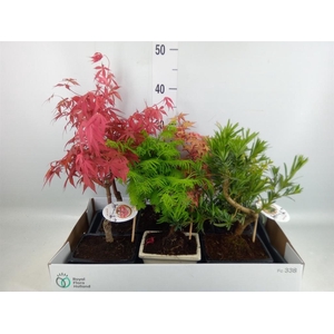 Bonsai   ...mix