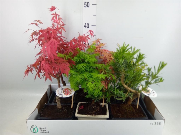 <h4>Bonsai   ...mix</h4>