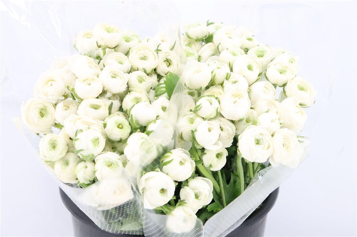 <h4>Ran Elegance White</h4>