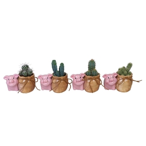 CACTUS MIX P6 L 67238