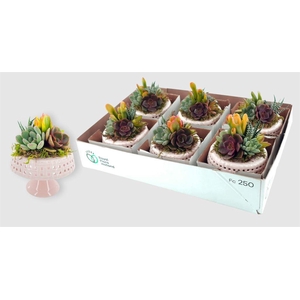 Arr.  Succulents L%