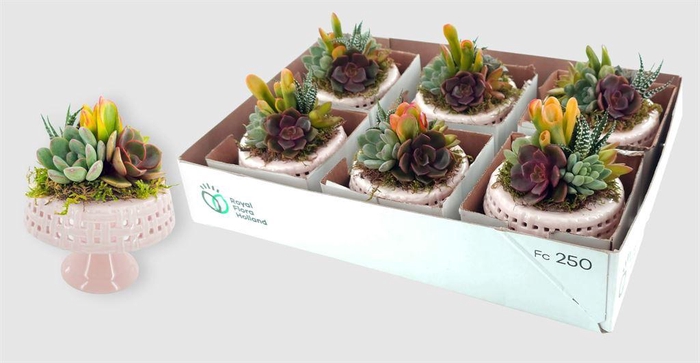 <h4>Arr. Succulents L%</h4>