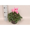 Cyclamen  Super Serie XXL Cream White