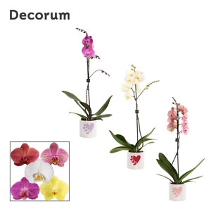 Phalaenopsis 1 tak 9+ mix in Fien (Party Love-collection)