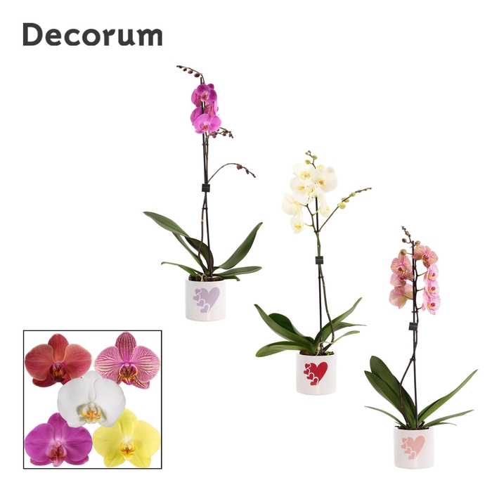 <h4>Phalaenopsis 1 tak 9+ mix in Fien (Party Love-collection)</h4>