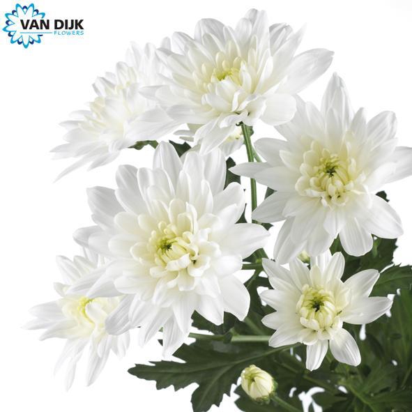 <h4>CHR T BALTICA</h4>