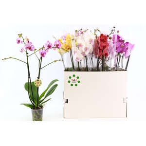 PHAL GEM 9 KL