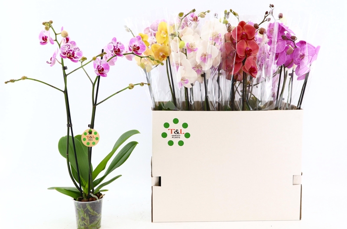 <h4>PHAL GEM 9 KL</h4>