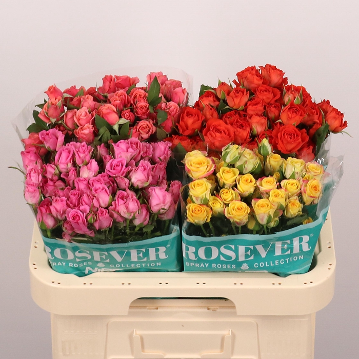 <h4>R TR GEMENGD IN FUST</h4>