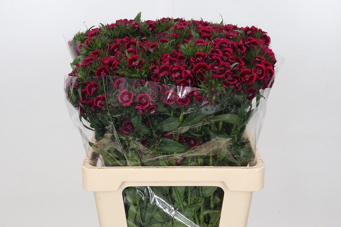 <h4>Dianthus Br Am Jolly</h4>