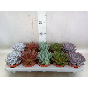 Echeveria   ...mix
