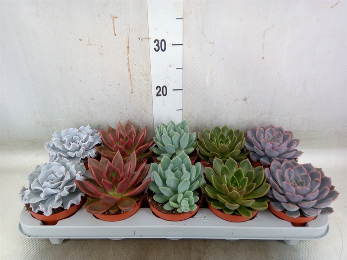<h4>Echeveria   ...mix</h4>
