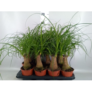 Beaucarnea recurvata
