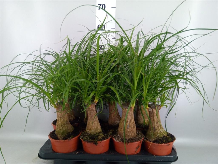<h4>Beaucarnea recurvata</h4>
