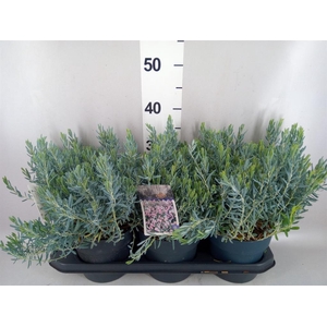 Andromeda polifolia
