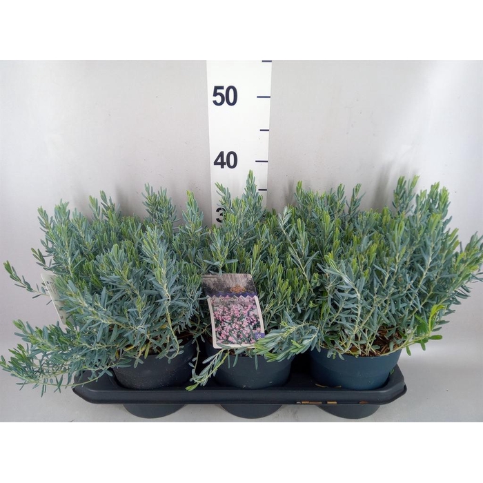 <h4>Andromeda polifolia</h4>