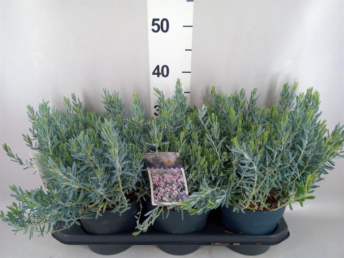 Andromeda polifolia