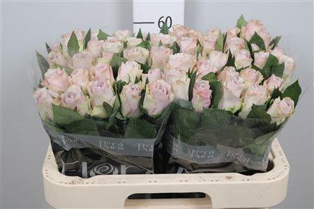 <h4>R Gr Paladio</h4>