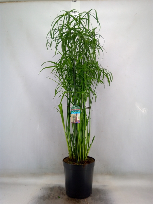<h4>Cyperus   ...</h4>