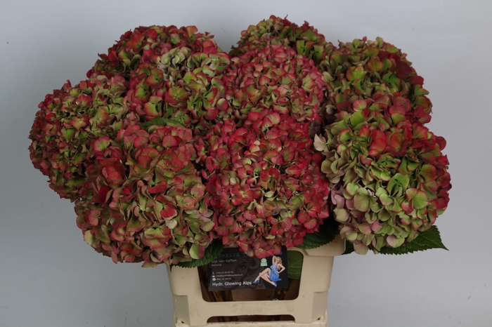 <h4>Hydr M Glow Alps Cl</h4>