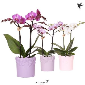 Kolibri Orchids Phalaenopsis mix 2 spike in Fruity pot pink mix