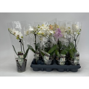 PHAL GEM